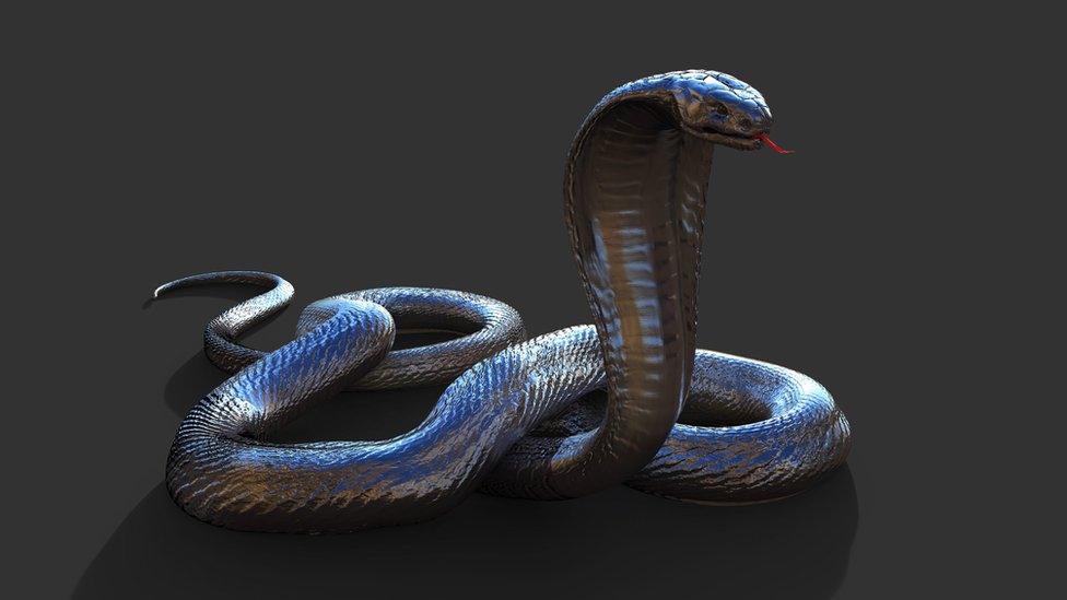 King cobra.