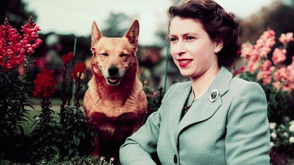 The queen pictured at Balmoral with Susan in 1952. The queen leans on a wall in a pale green suit. Susan is a dark red corgi with a pointed, foxy face, and an almost smiling expression