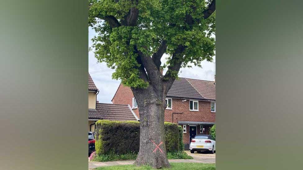 Oak tree marked for felling