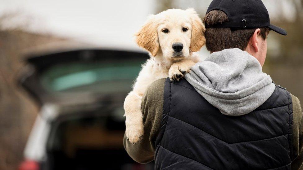 Man stealing a dog