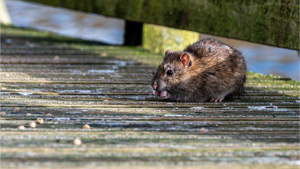 A brown rat eating something