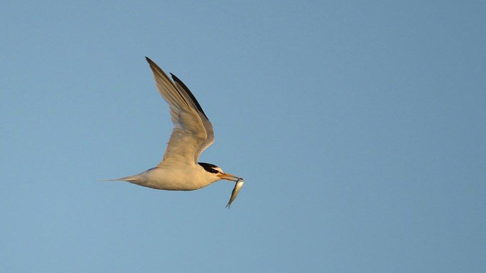 Little Tern in flight with fish in beak