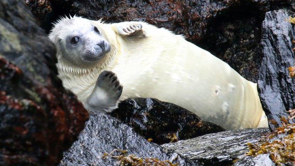 Seal pup hauled on to rocks