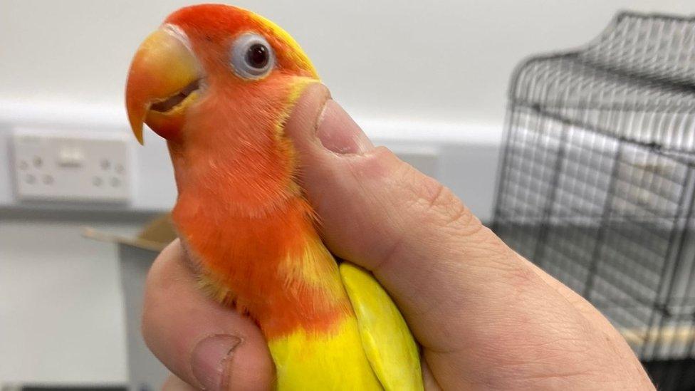 Lovebird found in Merthyr