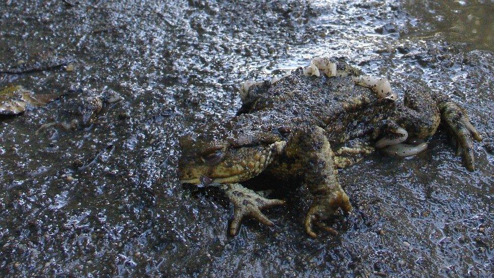 Toad on a road