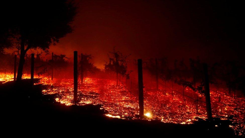 A vineyard burns overnight during a wildfire that destroyed dozens of homes in Thousand Oaks, California