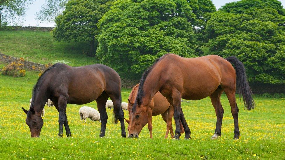 three horses in a field eating grass