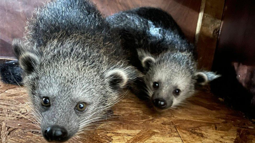 Binturongs