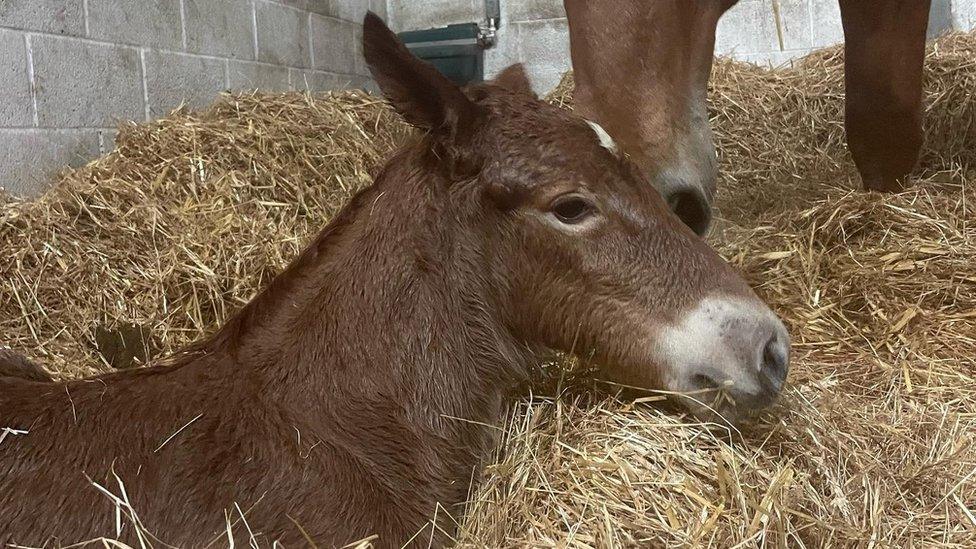 The newly born filly at Suffolk Punch Trust