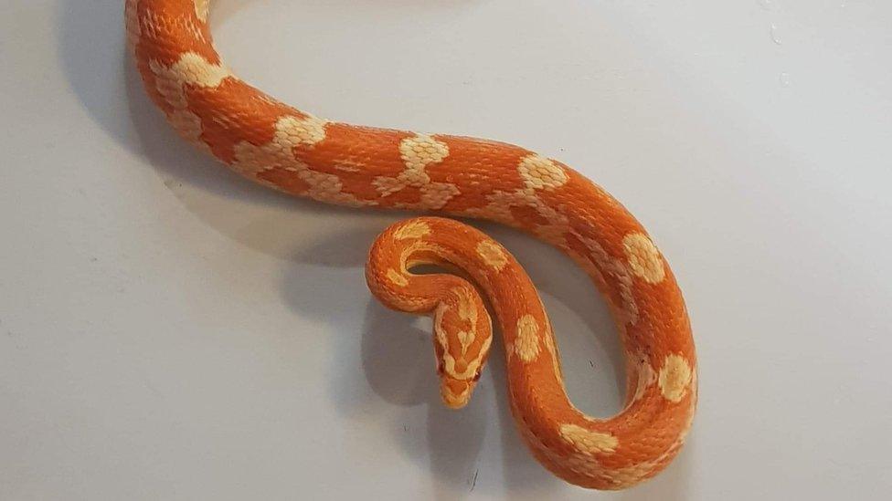 Corn snake