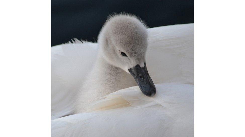 A cygnet and swan