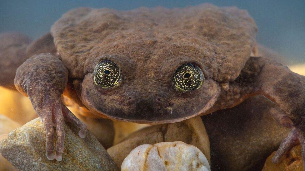 Juliet: A female Sehuencas water frog