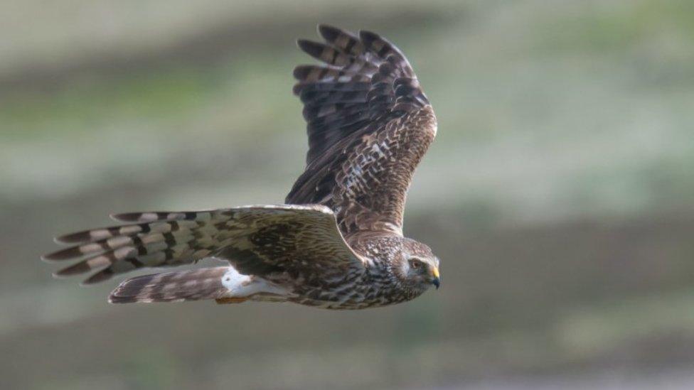 Hen harrier in flight