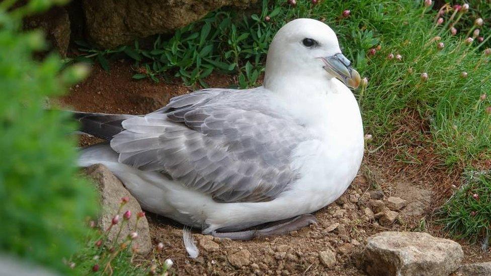 Fulmar on St Kilda