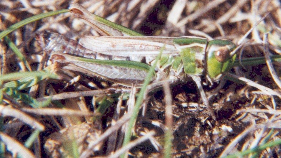 The lesser mottled grasshopper by Richard Selman