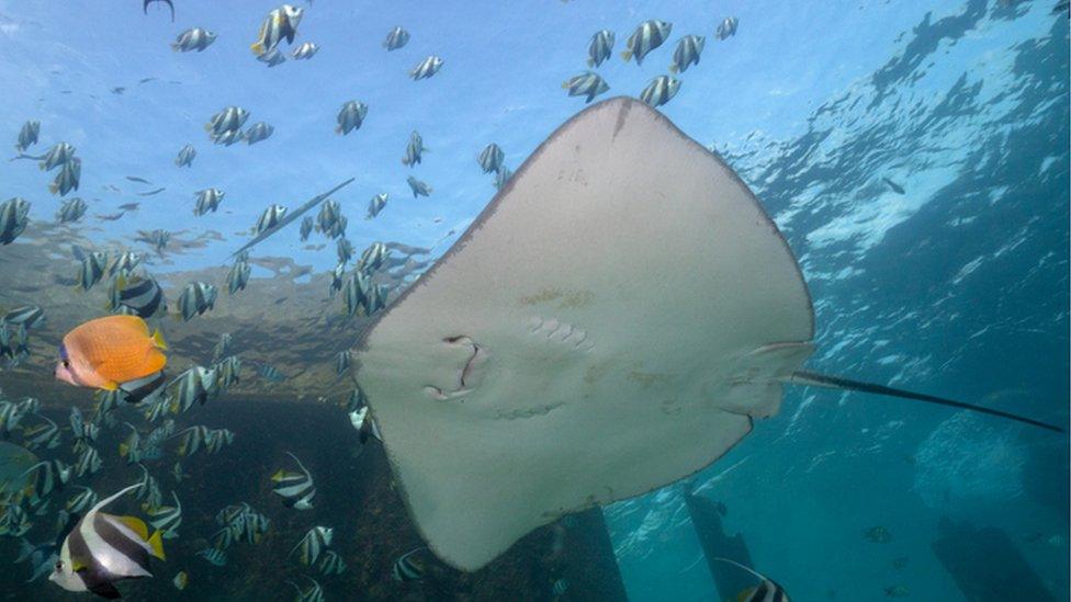 stingray