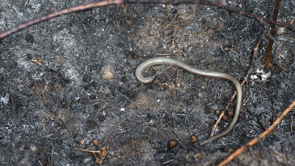 A dead slow worm on burnt ground