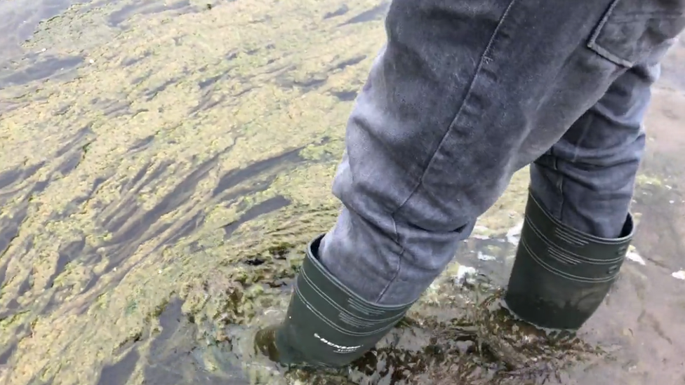 Anthony Peynado wading through an algae-filled River Towy