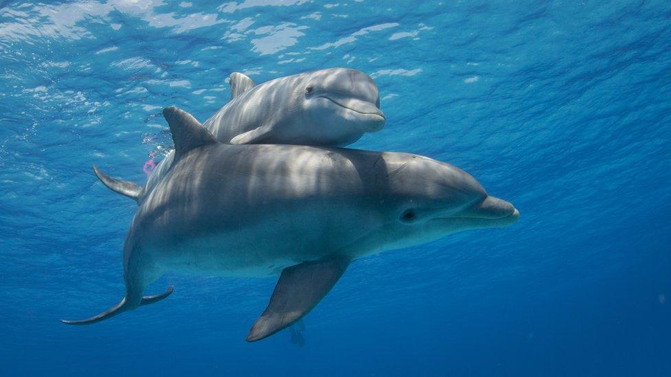 dolphin-mother-and-baby.