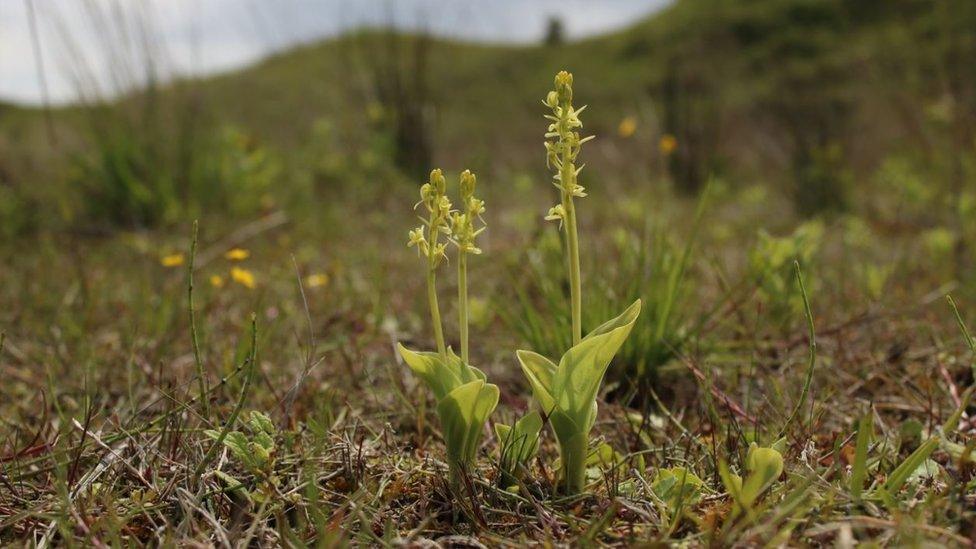 Fen orchid displaying yellow flowers