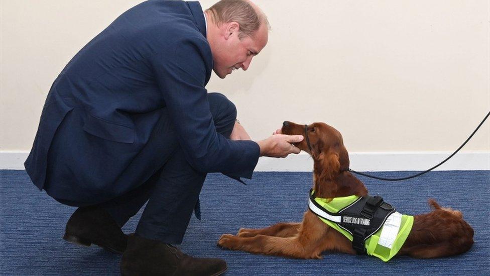 The Duke of Cambridge meets five-month-old Irish setter Tara, who has been trained to provide comfort to those suffering from post-traumatic stress disorder (PTSD)