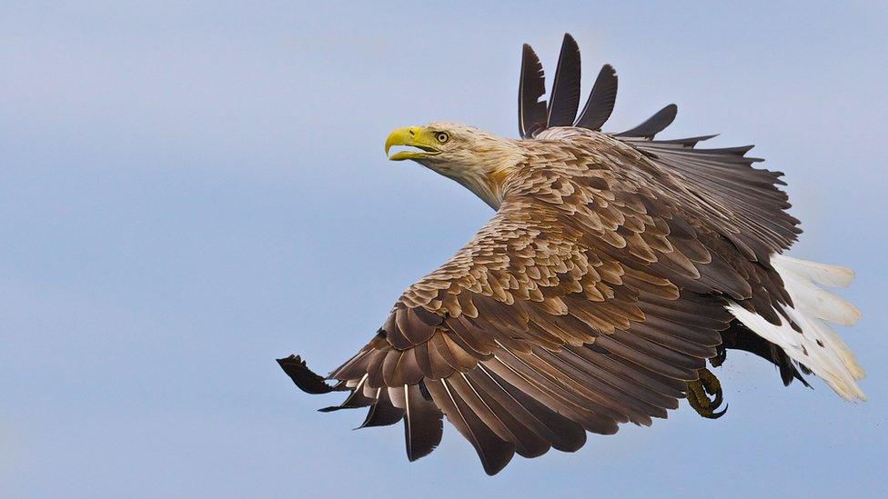 White tailed sea eagle