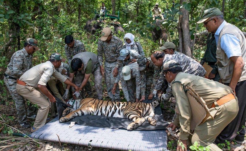 Forest officers lay the tranquilised tiger down