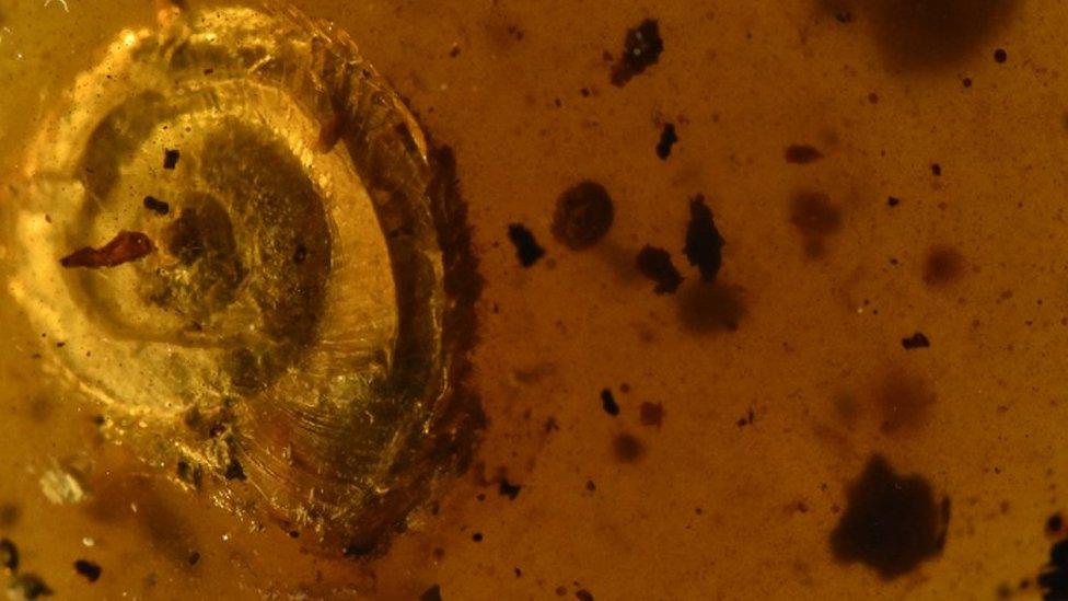 Snail trapped in amber