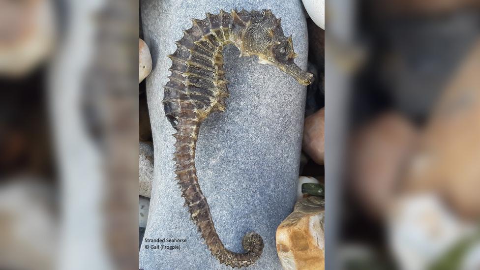 Spiny seahorse washed up at Weymouth