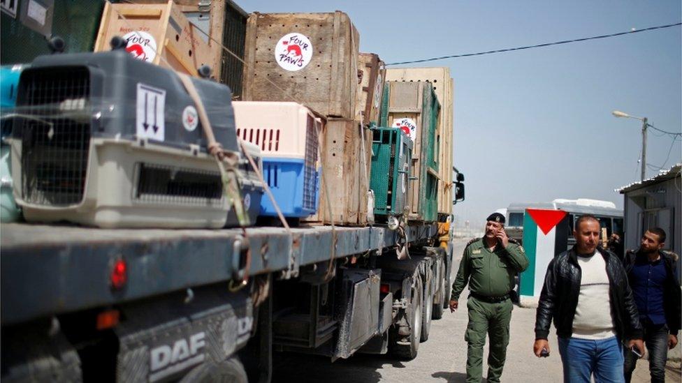 Animals moved from Rafah Zoo in the Gaza Strip by welfare group Four Paws, April 2019