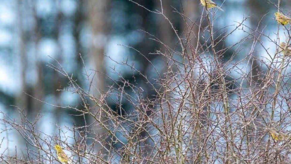 A number of yellowhammers on a bush on the farm