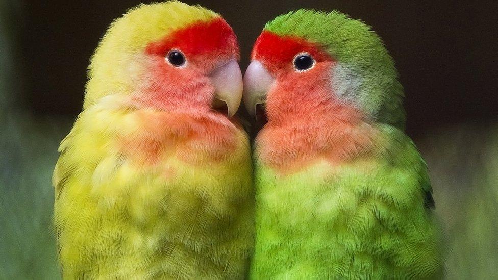 Take a look at these love birds in Mexico City, Mexico.