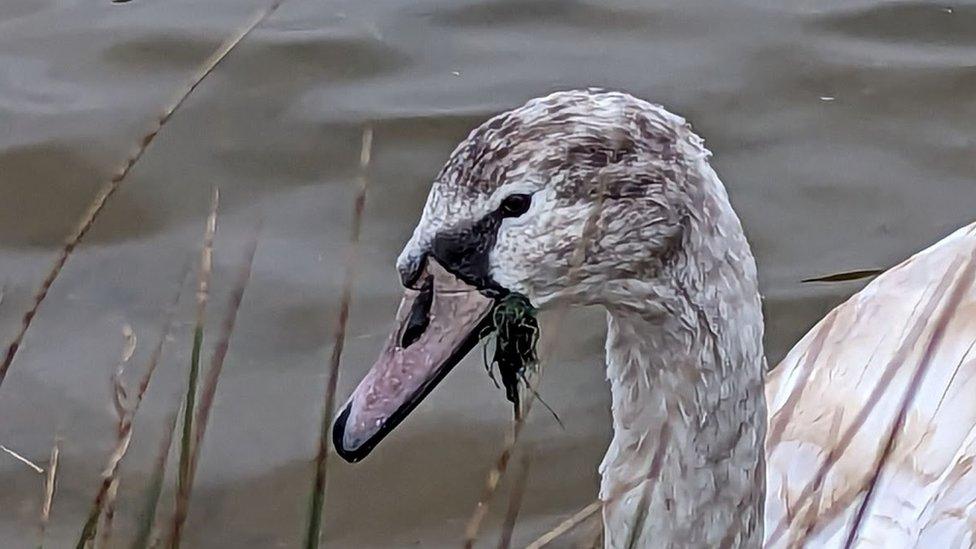 Swan on the water with some line and weed in its mouth