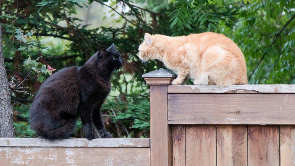 Cats on fence