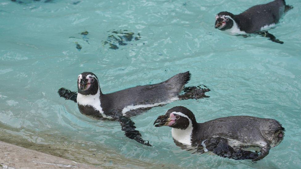 Penguins at Sewerby Hall