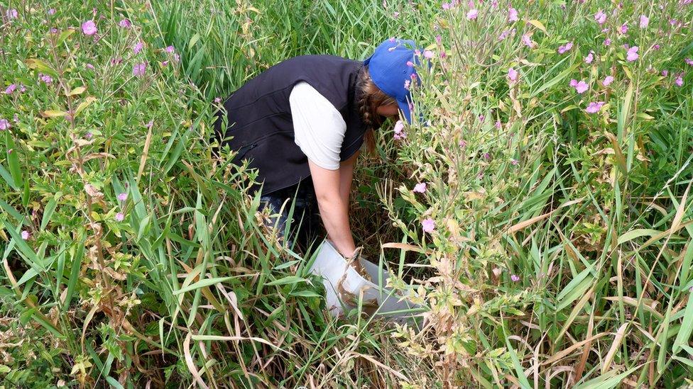 Water voles being released