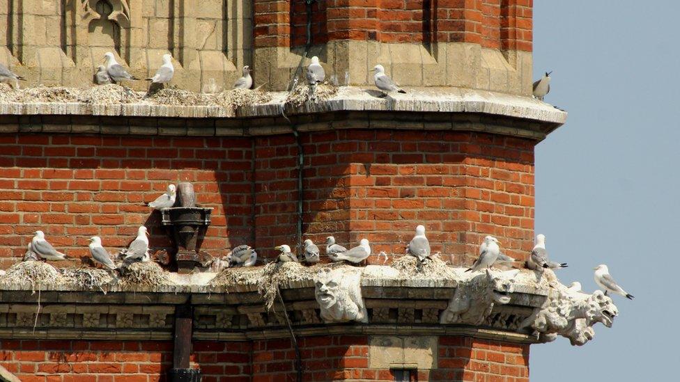 Kittiwakes on Our Lady Star of the Sea, Lowestoft