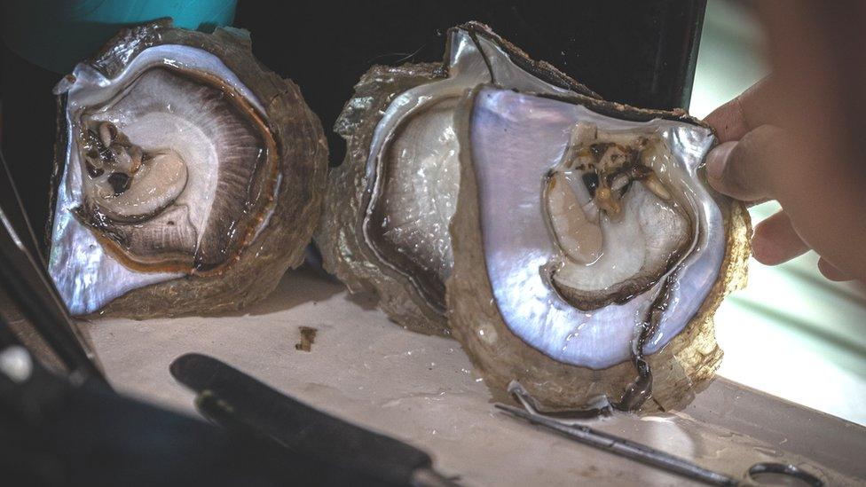 A pearl technician prepares a mantle tissue from a donating oyster during nucleation process in Autore pearl farm at Malaka village, Gulf of Nara on March 21, 2022 in Lombok, Indonesia.