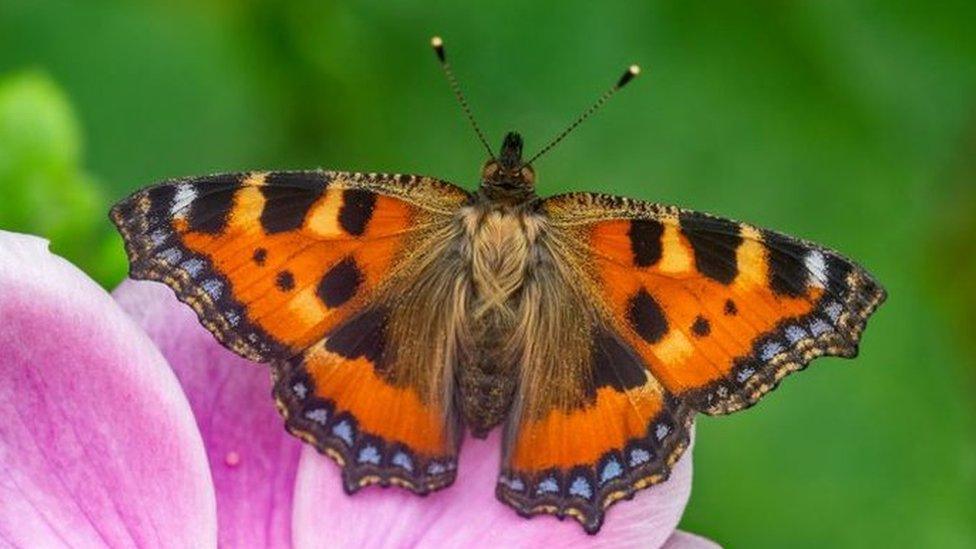 Small Tortoiseshell on a pink flower