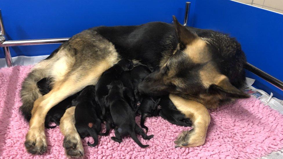 Mother Unity with her pups