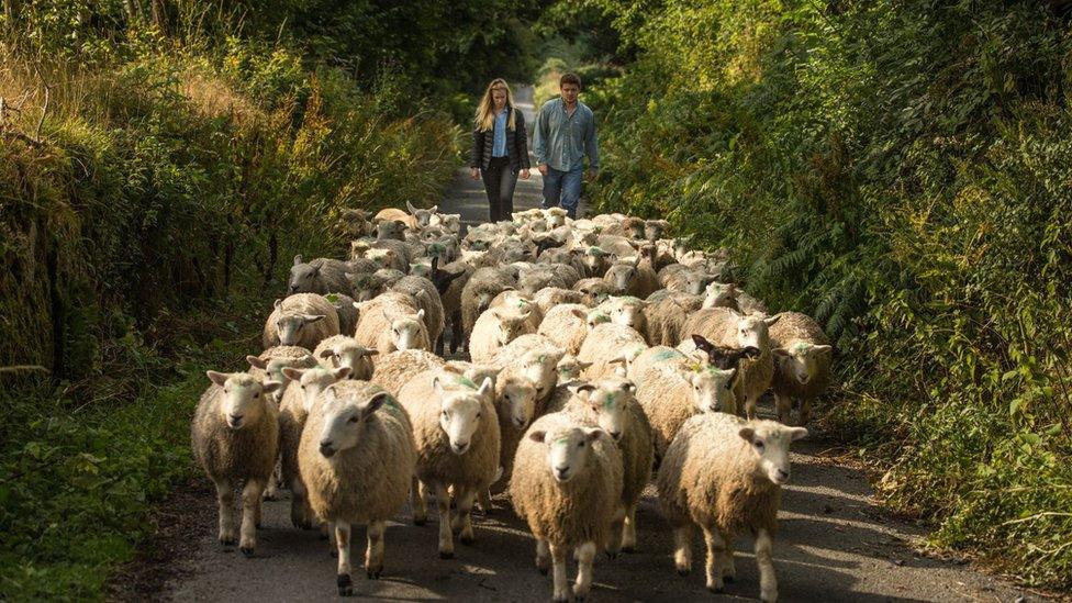 Lewis and Flora herding their sheep