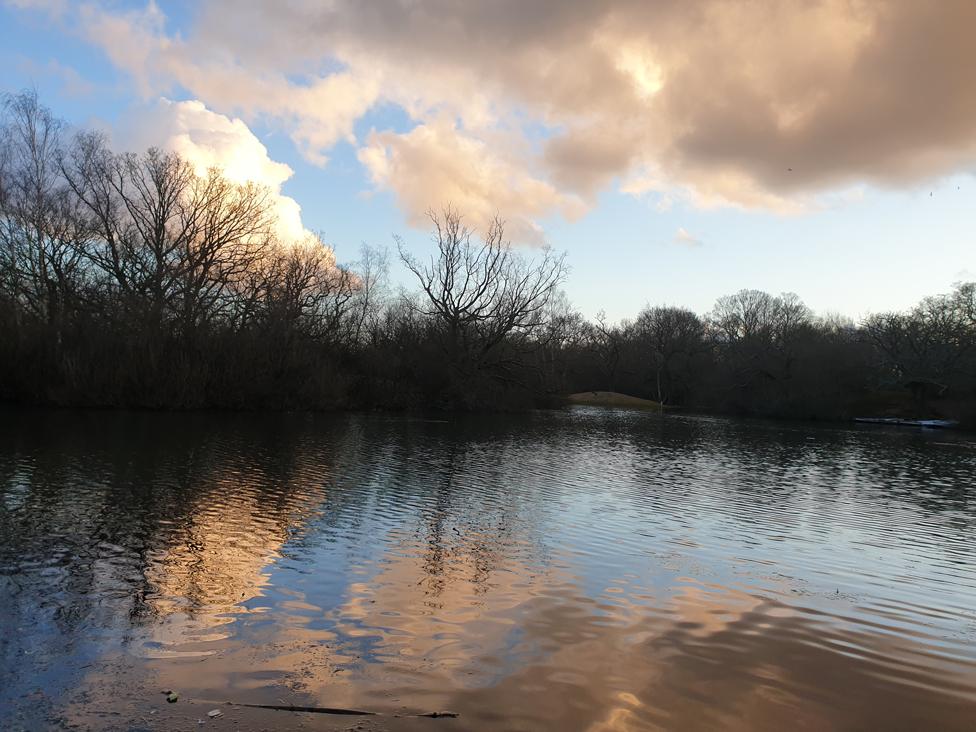 Trees and water below a cloudy sky