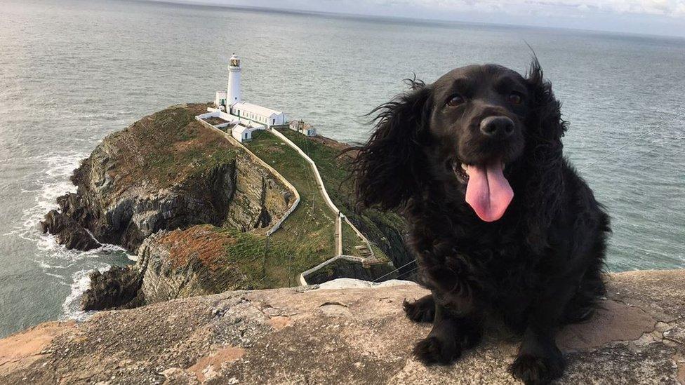 Smudge the dog at South Stack on Anglesey