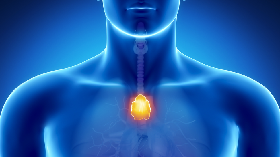 Thymus gland