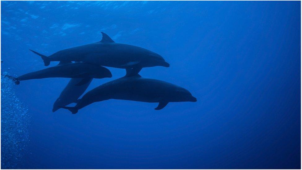 melon-headed-whale