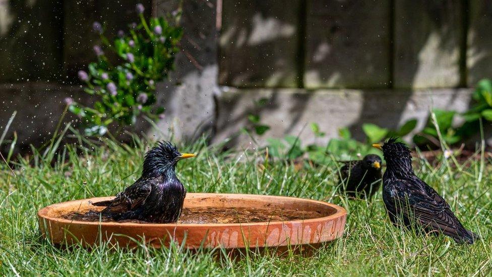 Birds in a water bowl in a garden