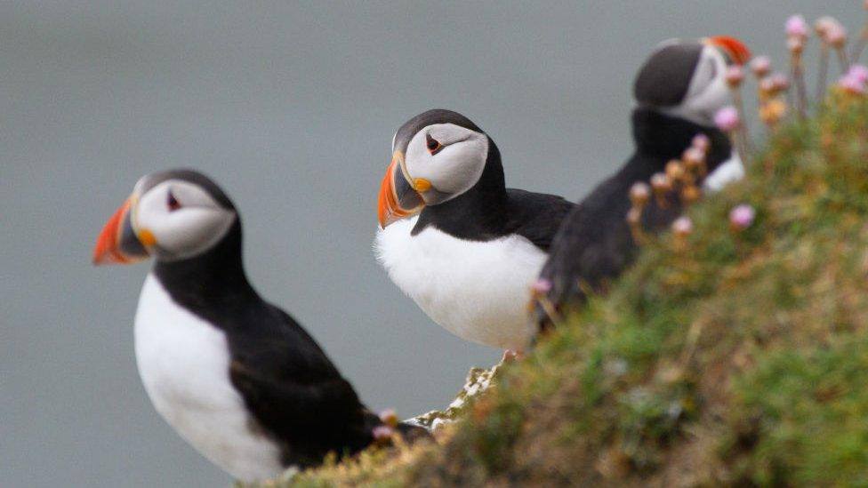 Puffins