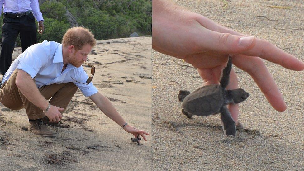 Prince Harry releases baby turtle in Nevis