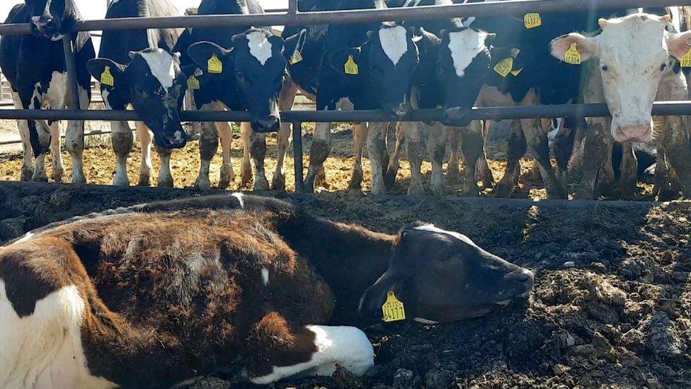 A dying UK calf which has been moved outside of its pen at a fattening farm in Catalonia in June