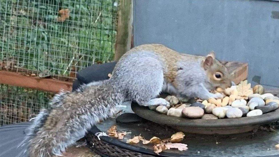 Stripe the Squirrel